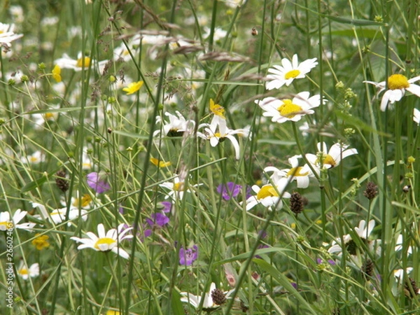 Obraz Blumenwiese