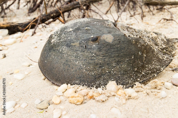 Obraz A horseshoe crab on a sandy beach.  Leonardtown, MD, USA.