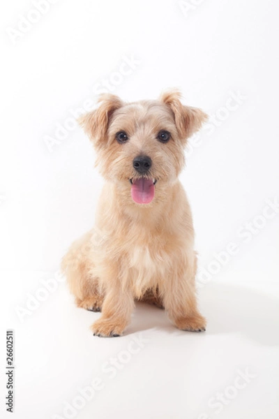 Obraz ノーフォークテリア