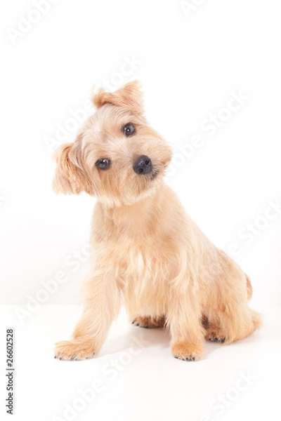 Obraz ノーフォークテリア