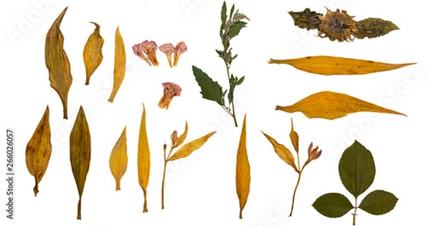 Fototapeta Dry leaves. Herbarium. Isolated on white background. A set of dry and pressed leaves.