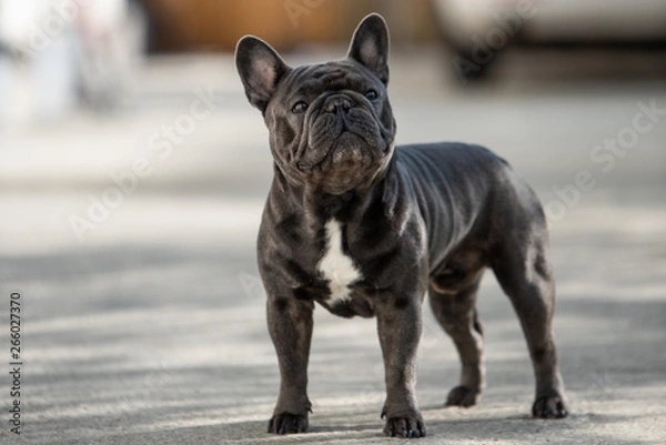 Obraz Adorable french bulldog is looking up towards right side while taking a walk outdoor.