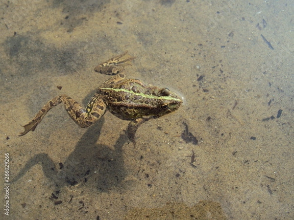 Obraz Frog in Lake