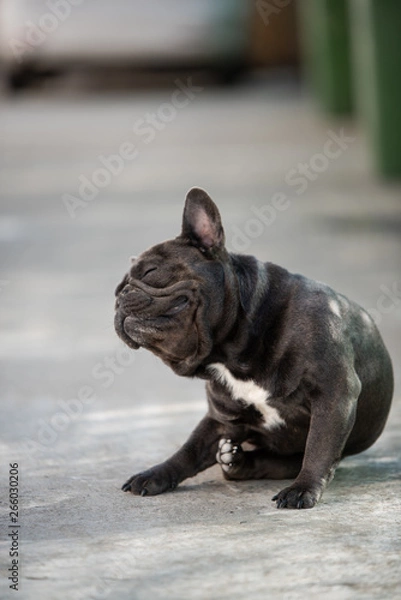 Obraz Funny french bulldog is scratching an itchy part