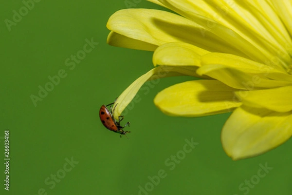Fototapeta Ladybug on a Daisy