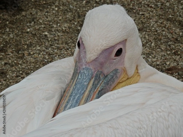 Obraz Pelican detail