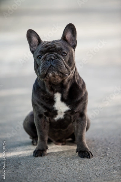 Obraz French bulldog puppy looking front while outside