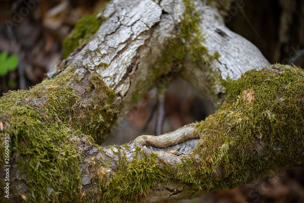 Obraz Tree trunk with fresh green moss