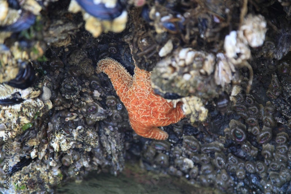 Obraz orange star fish 