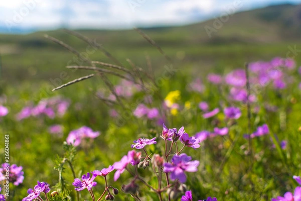 Obraz Field geranium