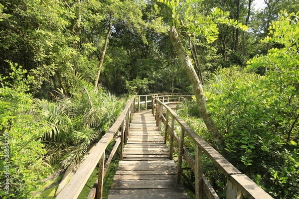 Fototapeta Canopy walkway in a jungle with good sunlight