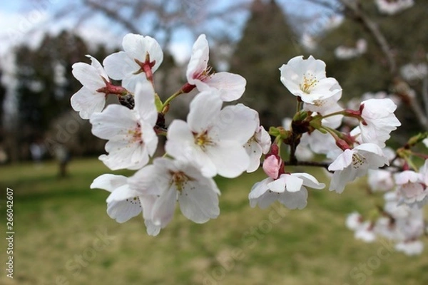 Obraz 千葉市昭和の森の桜