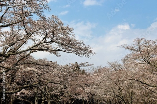Obraz 千葉市昭和の森の桜