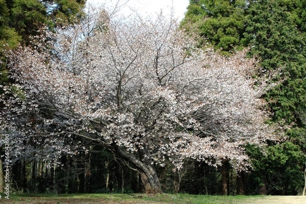 Obraz 千葉市昭和の森の桜