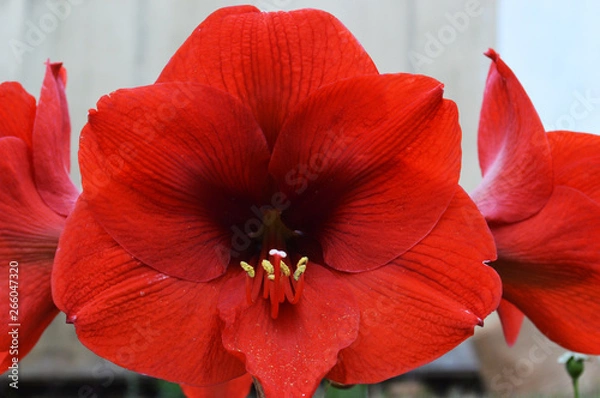 Obraz flor roja