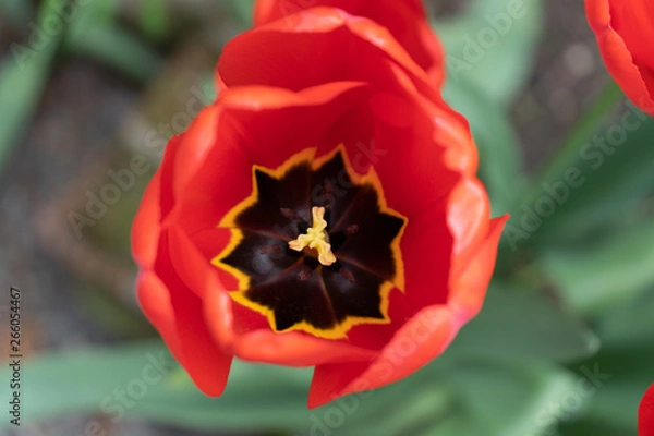 Obraz red tulip 