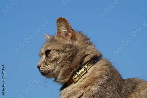 Fototapeta cat in front of white background