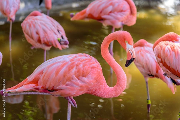 Fototapeta Flamingos