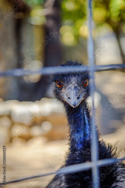 Fototapeta Emu