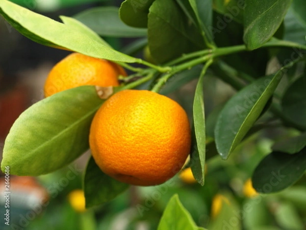 Fototapeta orange am baum