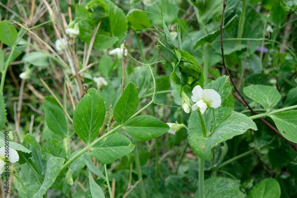 Fototapeta スナップエンドウの花