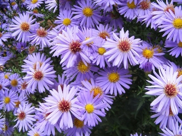 Obraz sea asters