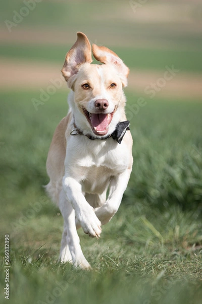 Obraz Hunde haben Spaß