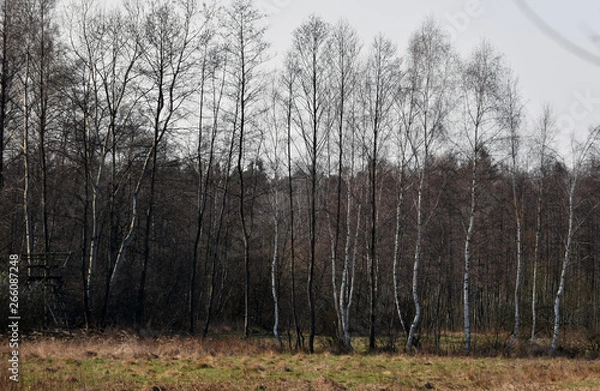 Obraz Wiosenny pejzaż