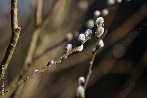 Obraz Wielkanocne gałązki