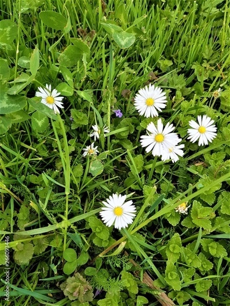 Obraz Marjetica flower