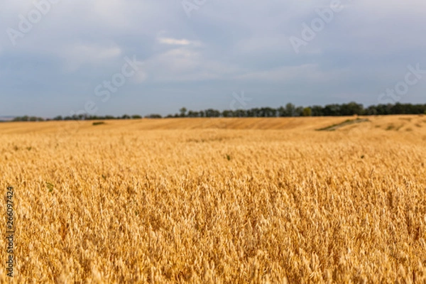Fototapeta Landscape with ripe oats field and cloudy sky