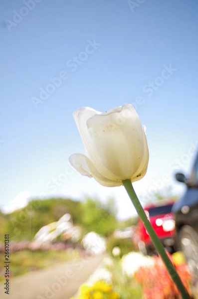 Obraz チューリップ