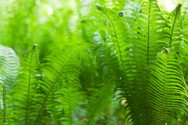 Fototapeta Eco nature / green abstract background defocused.Spring summer season
