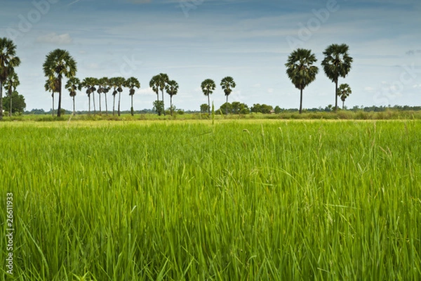 Obraz Rice field