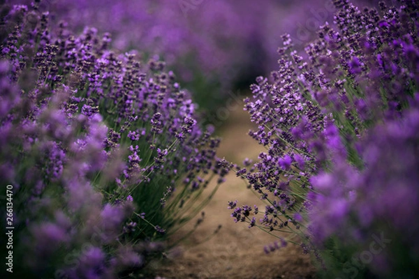 Obraz sea of lavender flowers focused on one in the foreground. lavender field