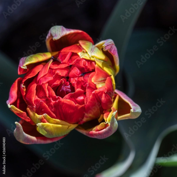 Obraz Red Tulip
