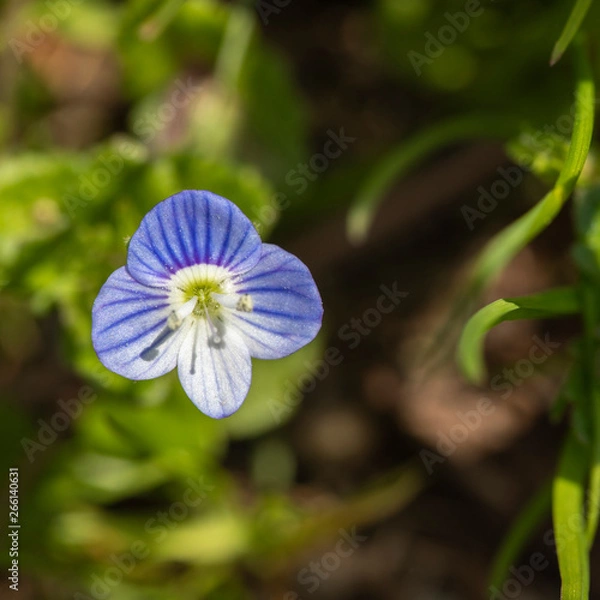 Obraz Wild Forget-me-not