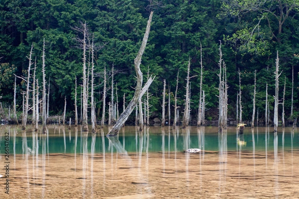 Obraz 一の俣桜公園