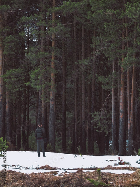 Obraz trees in forest