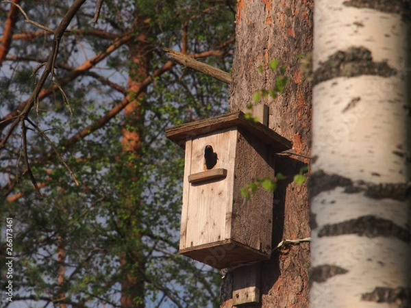 Fototapeta Starling looks out of the birdhouse. The bird on the nest.