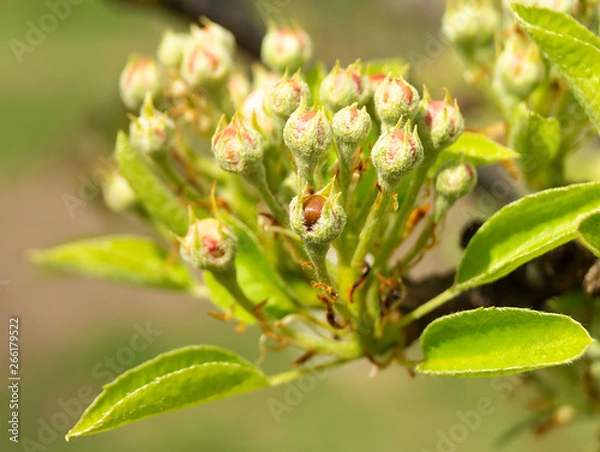 Fototapeta Blossom of the pear at spring length of time