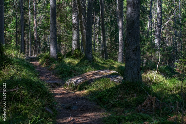 Fototapeta dark mysterious spruce tree forest with rocks and moss