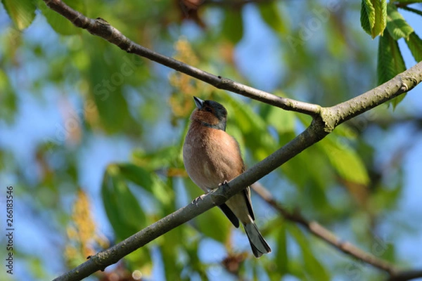 Obraz Buchfinkenmännchen