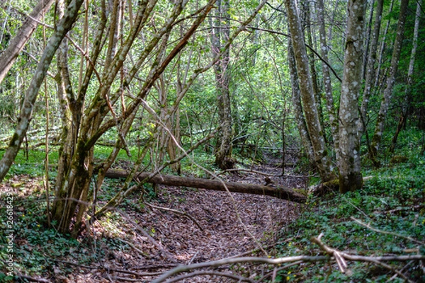 Fototapeta empty gravel dust road in forest with sun rays and shadows
