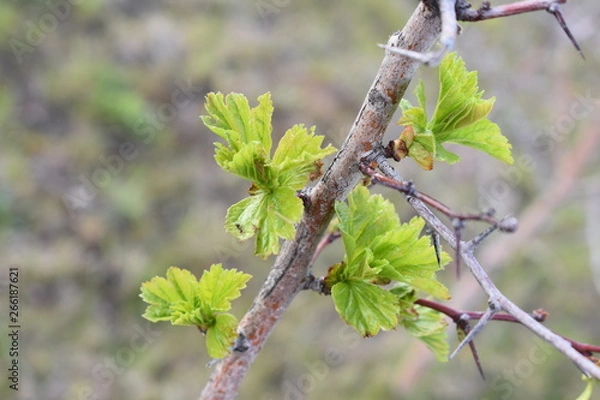 Fototapeta листва, зелень, май, весна, лес