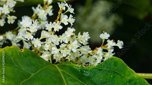Fototapeta Flowers on Sakhalin knotweed or Reynoutria sachalinensis close-up with bokeh background, selective focus, shallow DOF