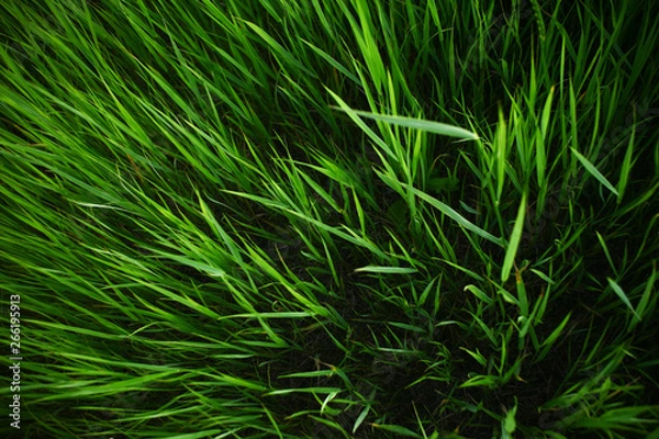 Obraz Summer grass background