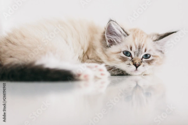 Obraz litte neva masquerade kitten resting