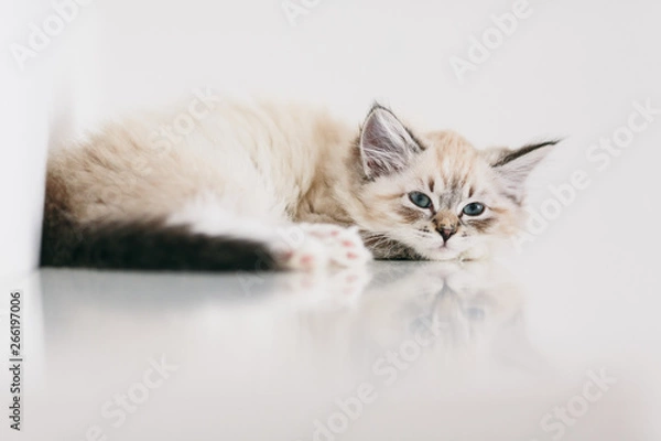 Obraz litte neva masquerade kitten resting