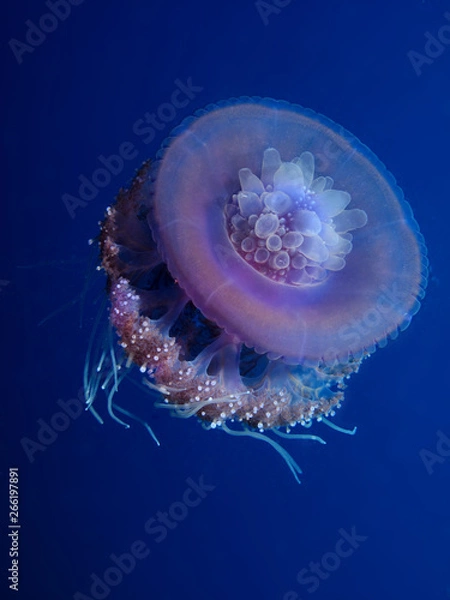 Fototapeta Cauliflower jellyfish (Cephea cephea) Taking in Red Sea, Egypt.